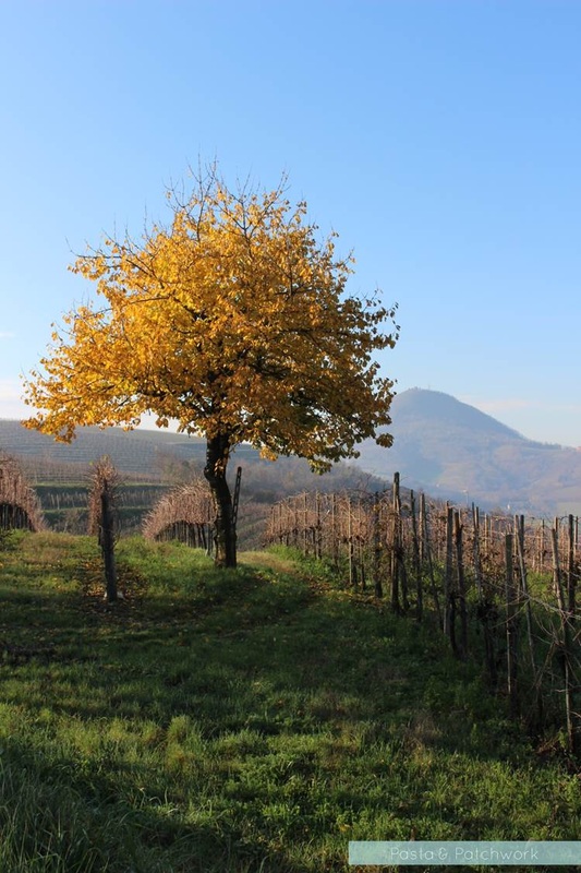 Veneto tree in autumn