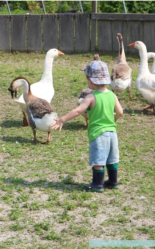 Toddler feeding geese